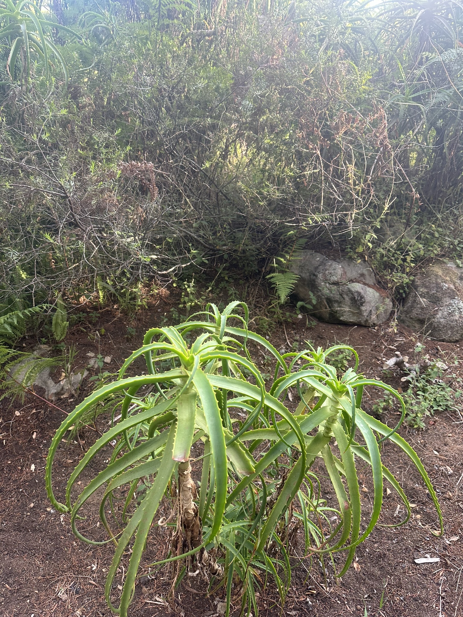 South Africa - Image 753